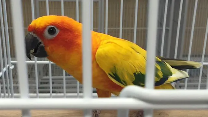 David Pet Shop Picture 10