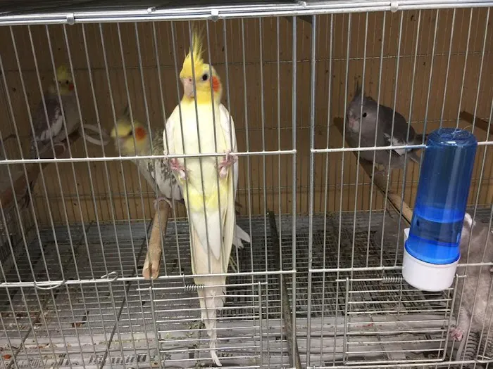 David Pet Shop Picture 9