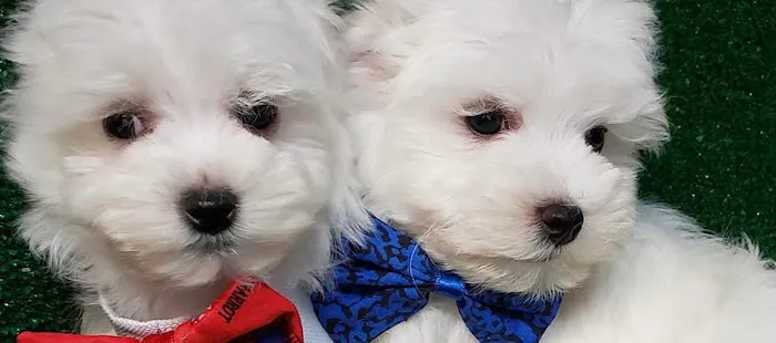 Cute Puppies Picture 6