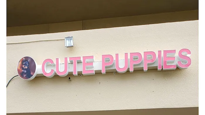 Cute Puppies Picture 3