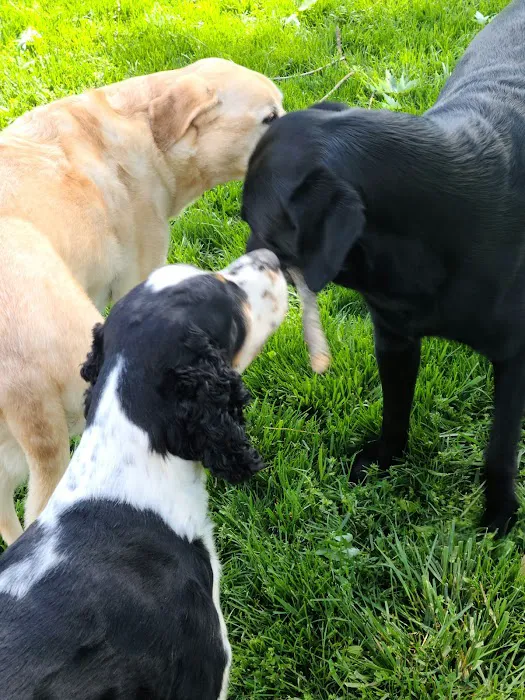Silver Springs Animal Clinic Picture 4