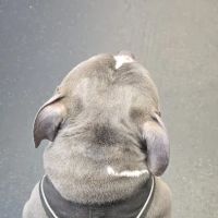 Silver Springs Animal Clinic ico