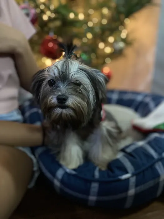 King Of Pet Grooming Puppy Sales Picture 6