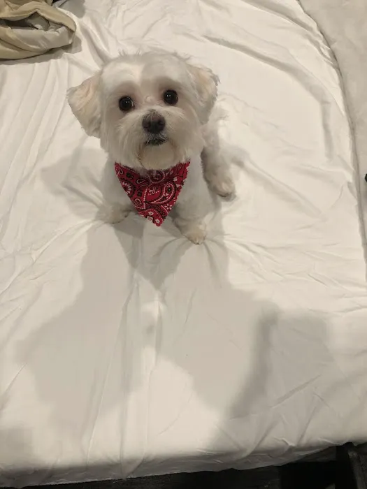 King Of Pet Grooming Puppy Sales Picture 3
