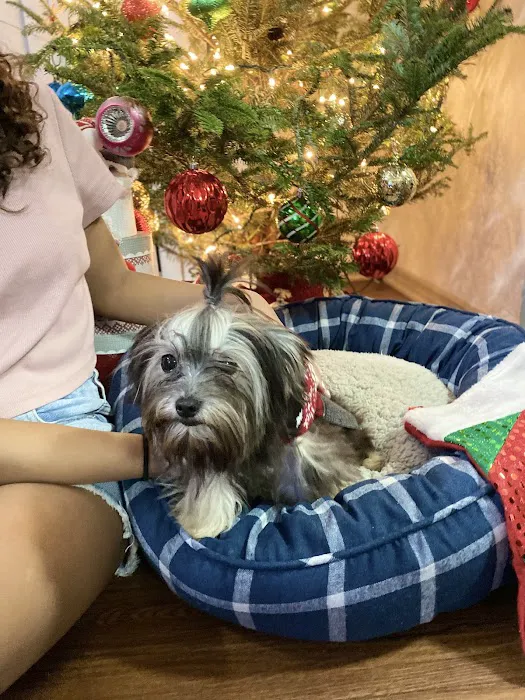 King Of Pet Grooming Puppy Sales Picture 5