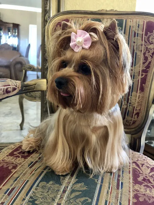 King Of Pet Grooming Puppy Sales Picture 10