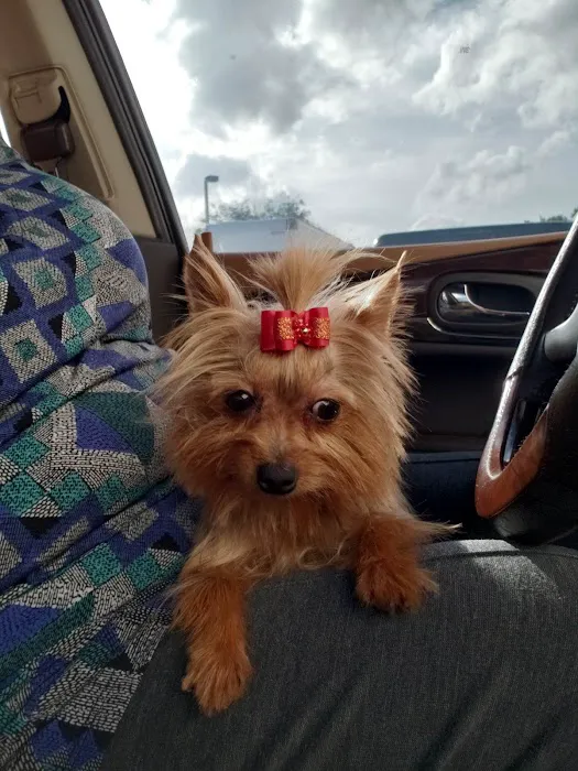 King Of Pet Grooming Puppy Sales Picture 8