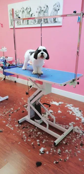 King Of Pet Grooming Puppy Sales Picture 9