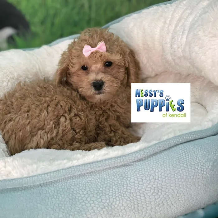 Nessy's Puppies of Kendall Picture 8
