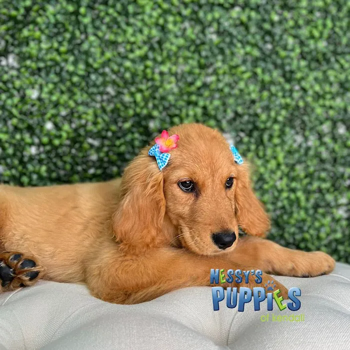 Nessy's Puppies of Kendall Picture 9