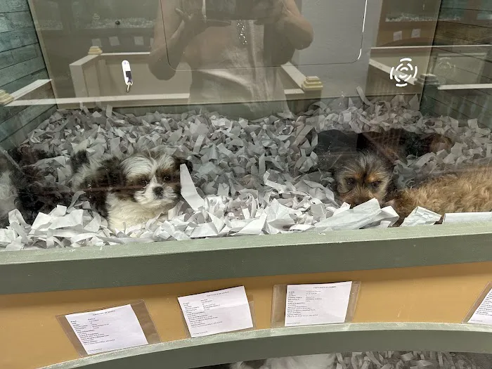 Nessy's Puppies of Kendall Picture 6