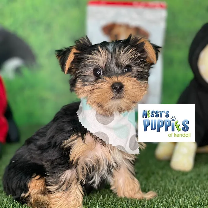 Nessy's Puppies of Kendall Picture 7