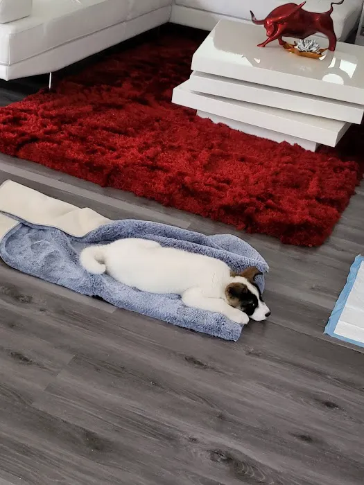 Nessy's Puppies of Kendall Picture 4