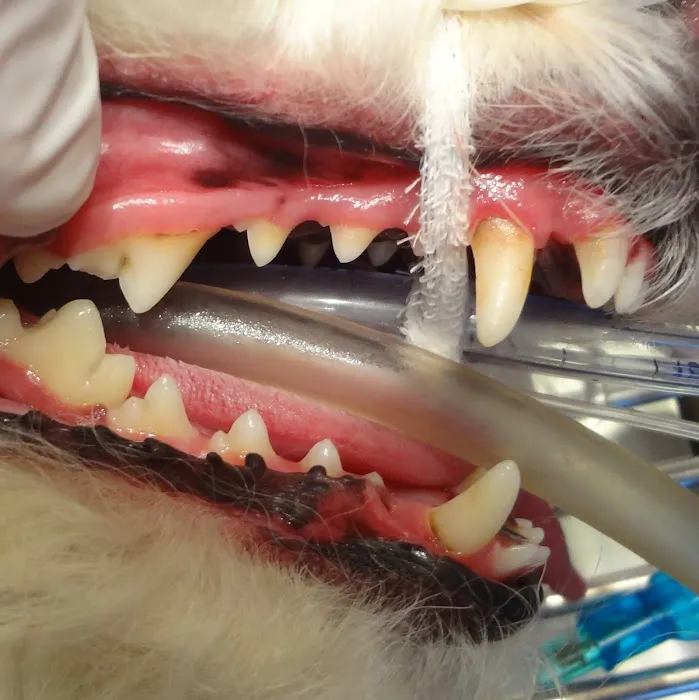 VCA Willow Mill Animal Hospital Picture 10