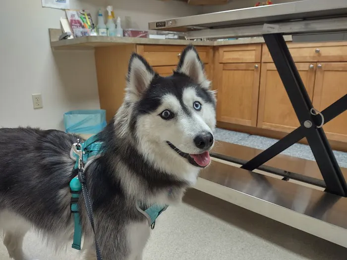 Cove Mountain Animal Hospital Picture 10