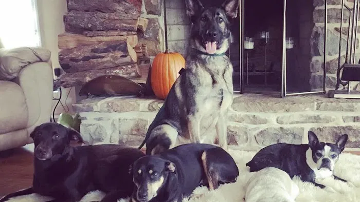 Cove Mountain Animal Hospital Picture 1