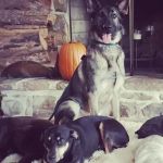 Cove Mountain Animal Hospital