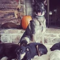 Cove Mountain Animal Hospital ico