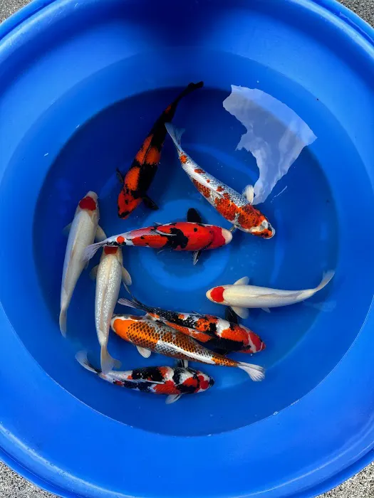 Pond Doctors Picture 4