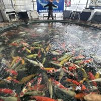 Pond Doctors ico