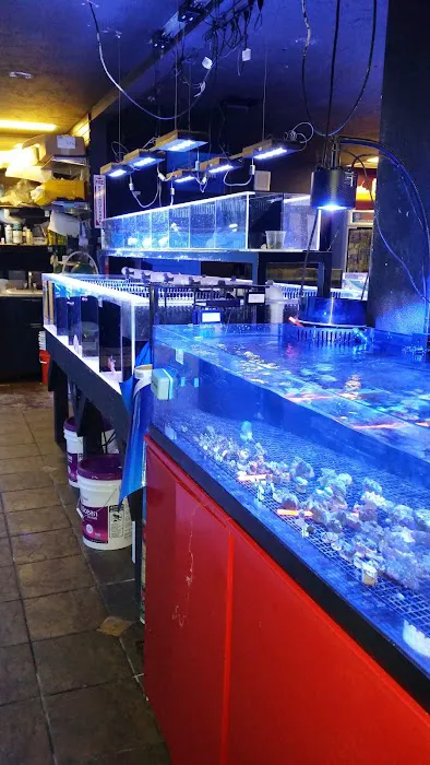 Reeftop Aquariums-Pet Boutique Picture 3