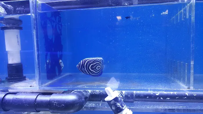 Reeftop Aquariums-Pet Boutique Picture 4
