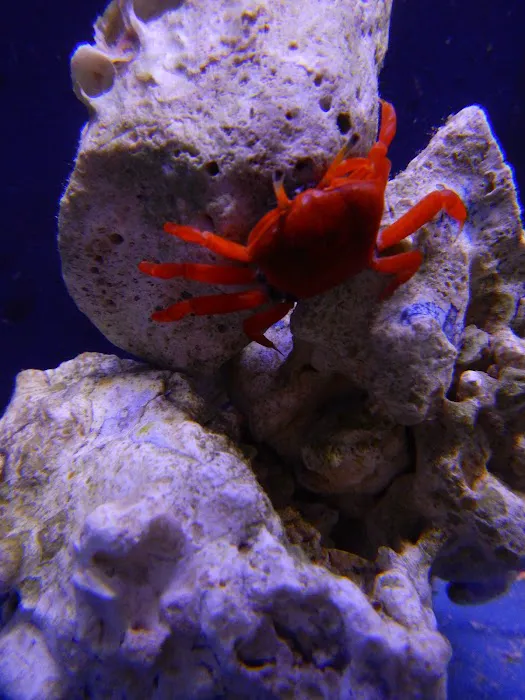 Reeftop Aquariums-Pet Boutique Picture 7