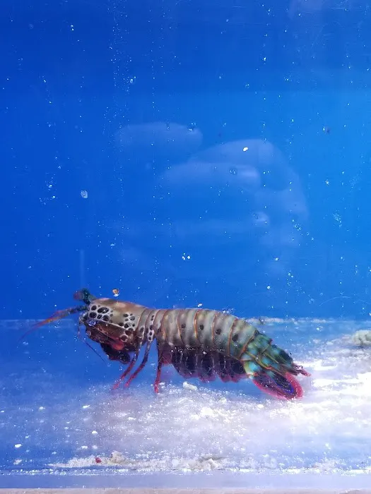 Reeftop Aquariums-Pet Boutique Picture 9