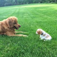 Animal Hospital of Rye ico