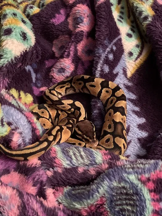 XYZReptiles Picture 7