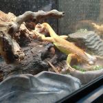 XYZReptiles