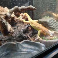 XYZReptiles ico