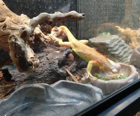 XYZReptiles