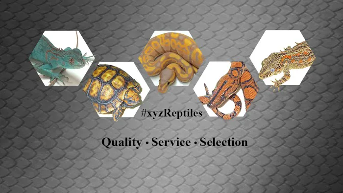XYZReptiles Picture 2