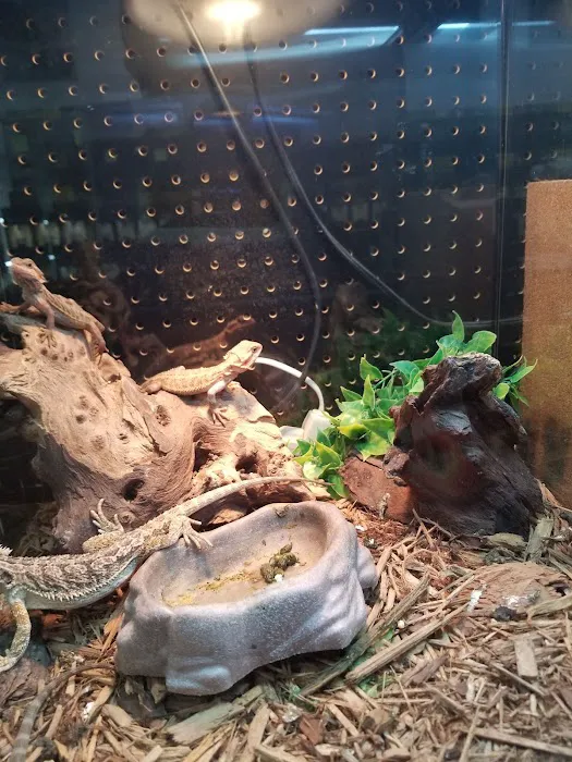 XYZReptiles Picture 10