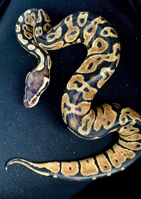 XYZReptiles Picture 3