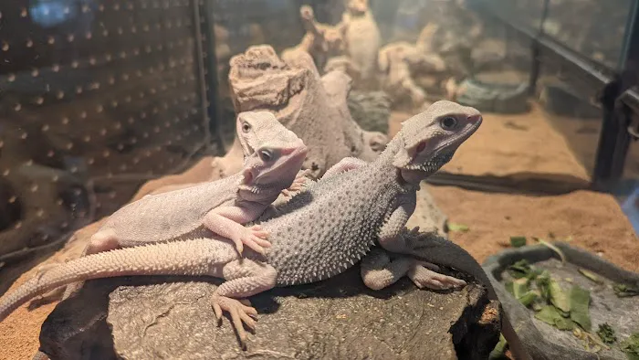 XYZReptiles Picture 5