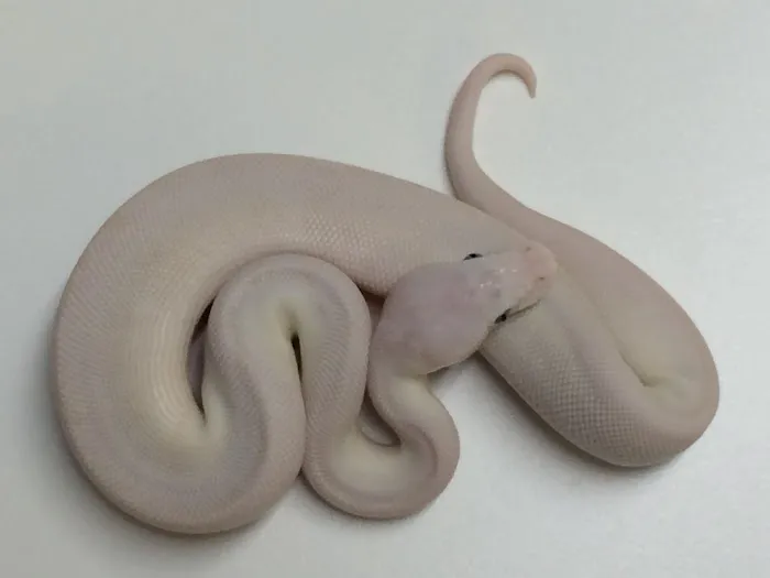 XYZReptiles Picture 8