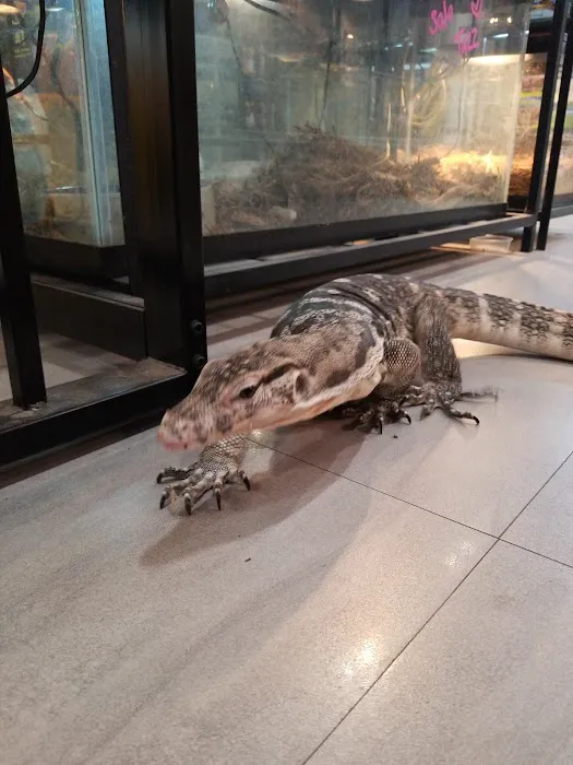XYZReptiles Picture 9