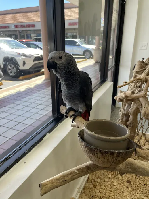 PETgrove Bird shop Picture 10