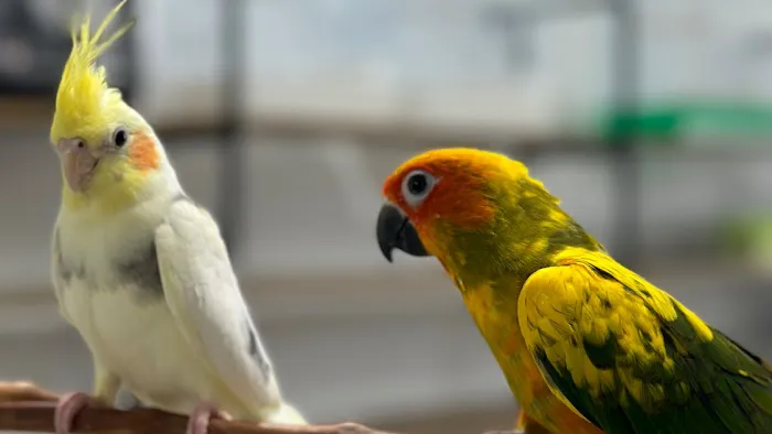 PETgrove Bird shop Picture 4