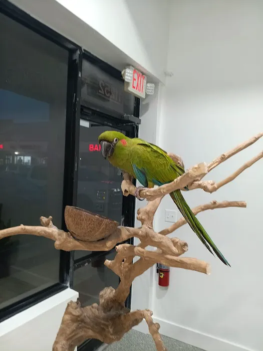 PETgrove Bird shop Picture 6