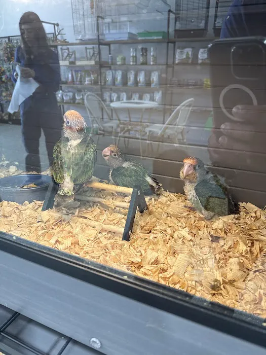 PETgrove Bird shop Picture 3