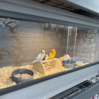 PETgrove Bird shop ico