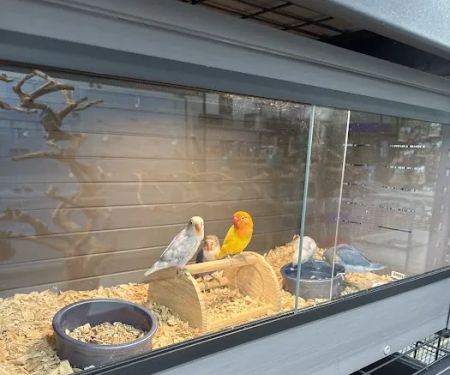 PETgrove Bird shop
