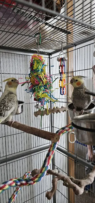 PETgrove Bird shop Picture 9