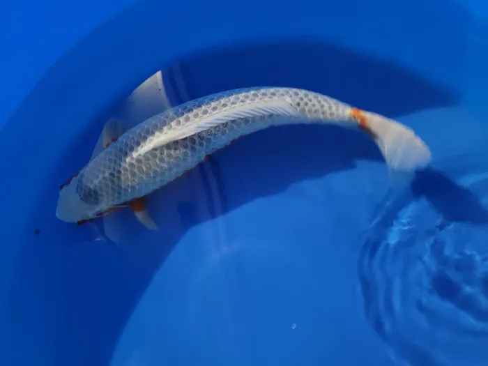 Bristol Koi Farm By appointment only Picture 12