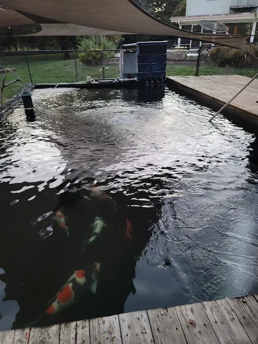 Bristol Koi Farm By appointment only Picture 11