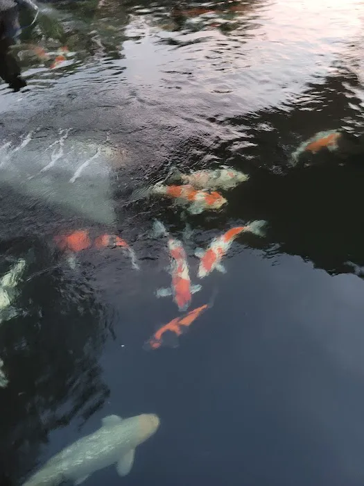 Bristol Koi Farm By appointment only Picture 16