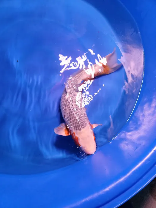 Bristol Koi Farm By appointment only Picture 13